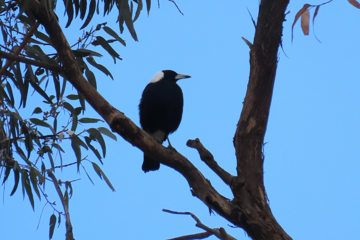 Australian Magpie - Deb & Rod R