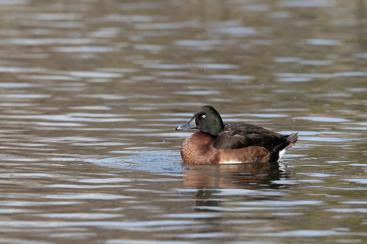 Baer's Pochard - ML543209891