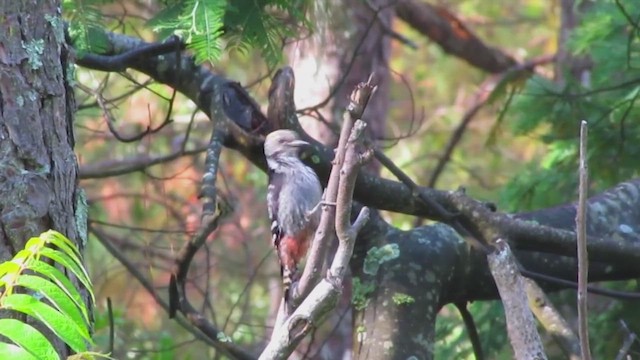 Brown-fronted Woodpecker - ML543210371