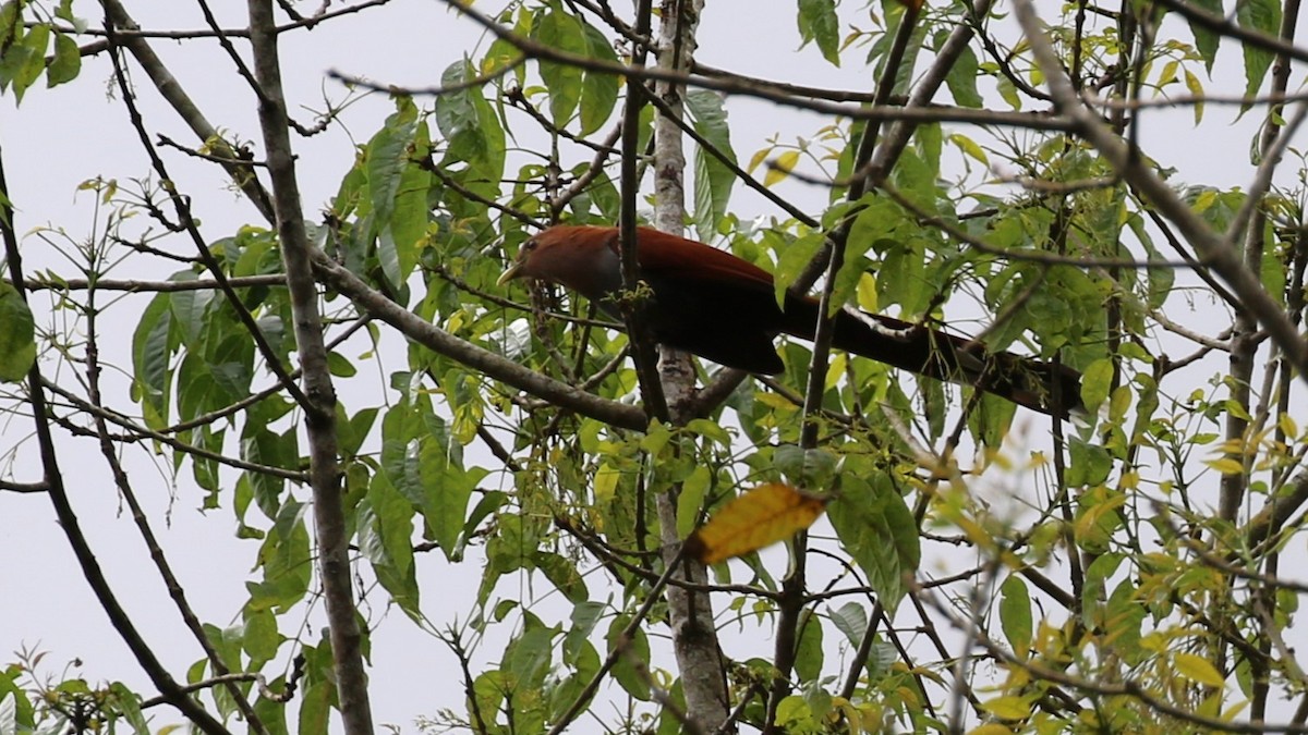 Squirrel Cuckoo - ML543210931