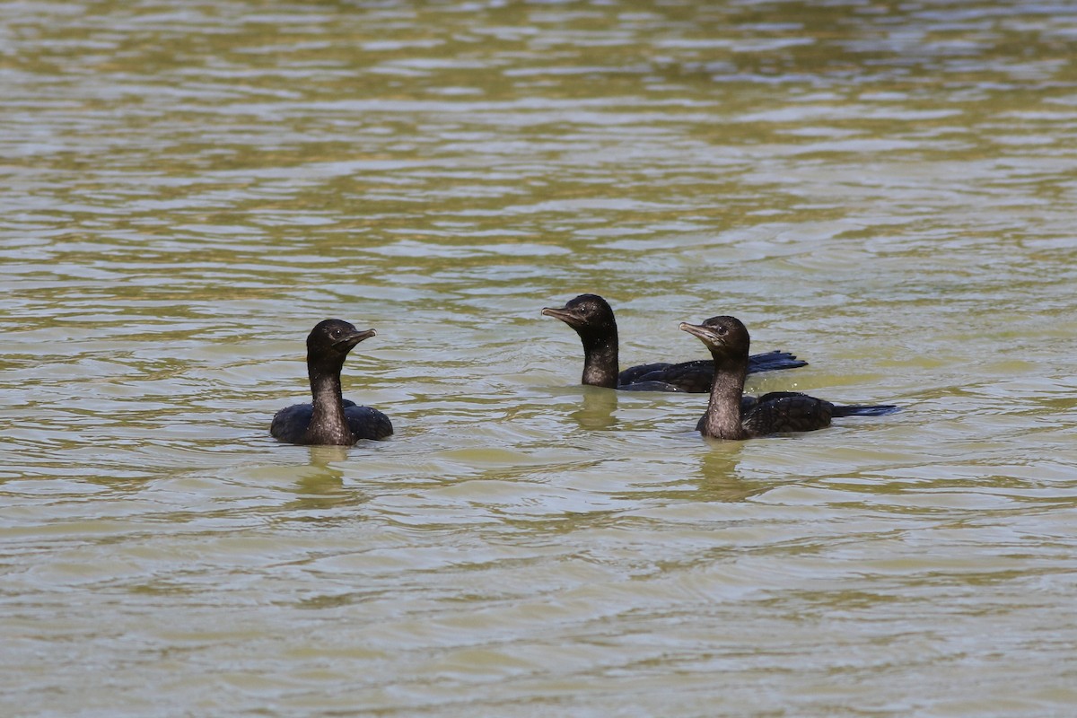 Little Black Cormorant - Debbie Lustig