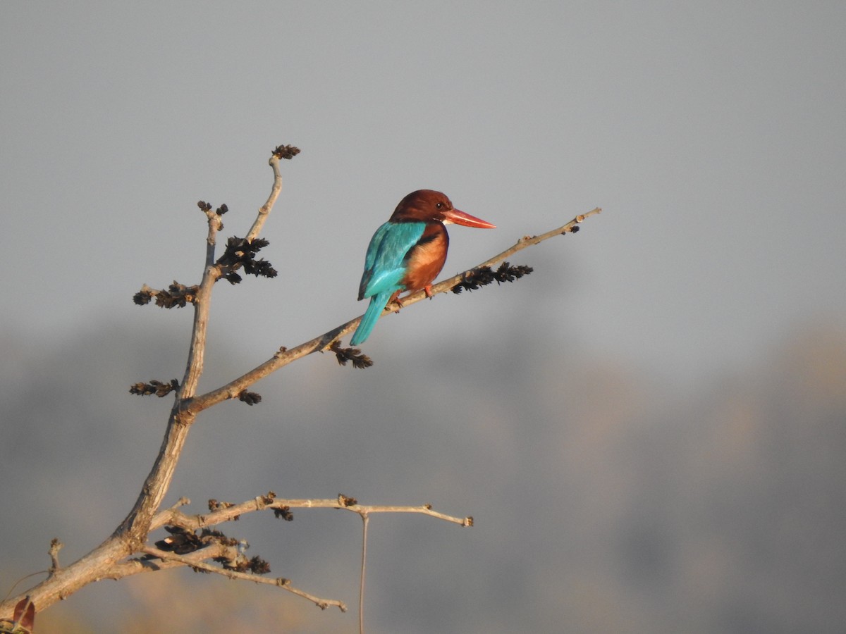 White-throated Kingfisher - ML543211531