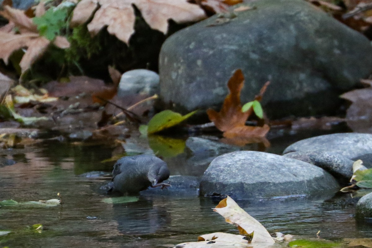 American Dipper - ML543211741