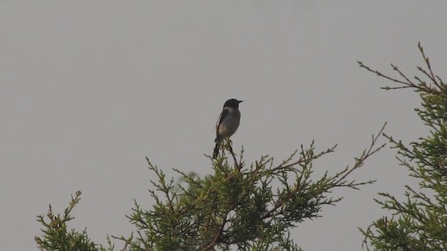 Siberian Stonechat (Siberian) - ML543212011