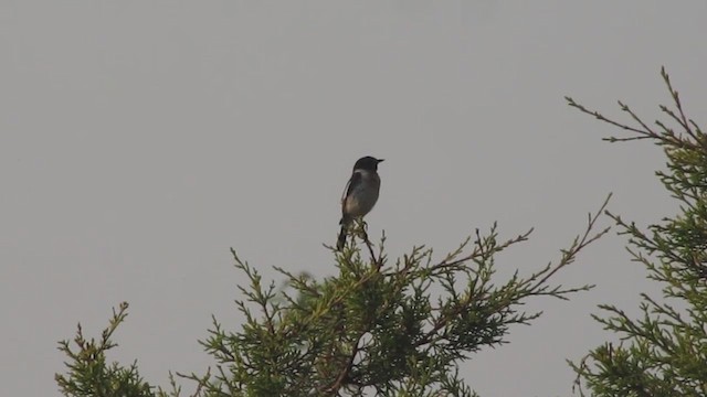 Siberian Stonechat - ML543212011