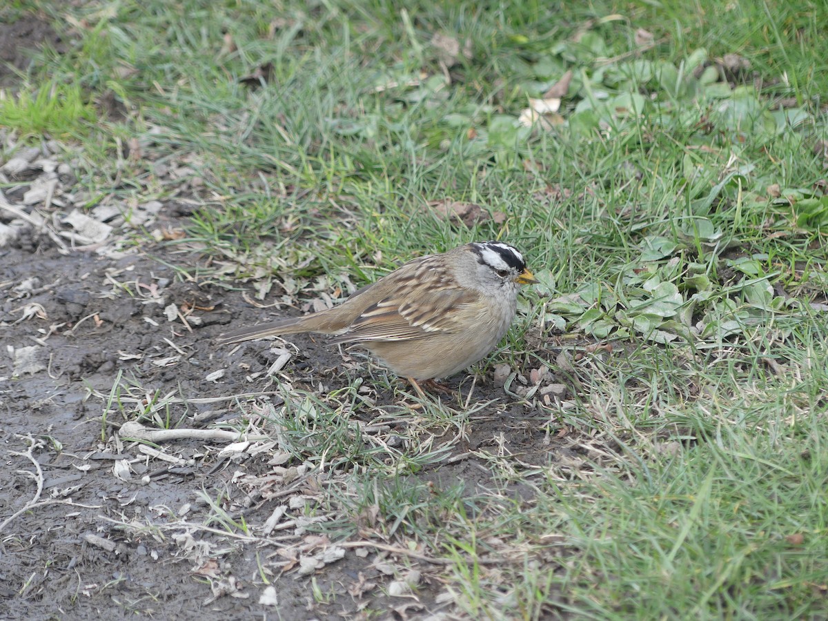 White-crowned Sparrow - ML543212481