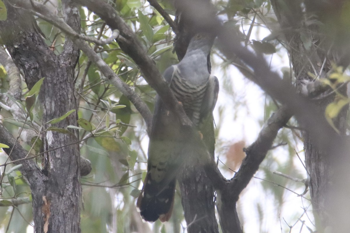 Oriental Cuckoo - ML543213111