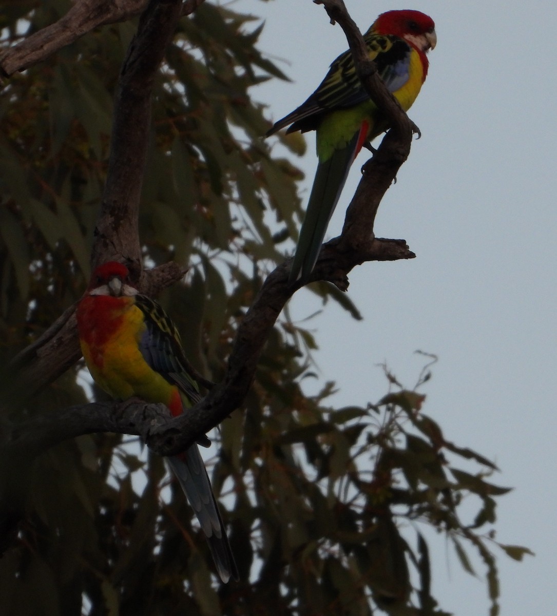 Eastern Rosella - ML543213361