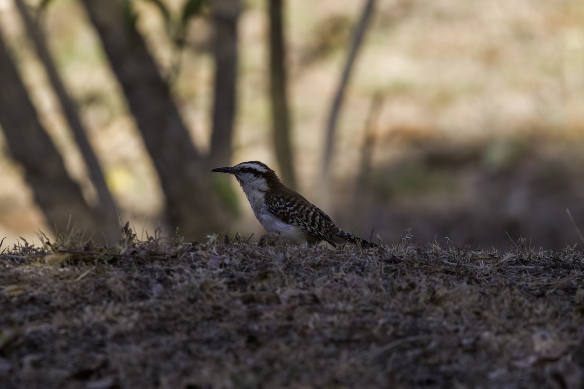 Rufous-naped Wren - ML543214121