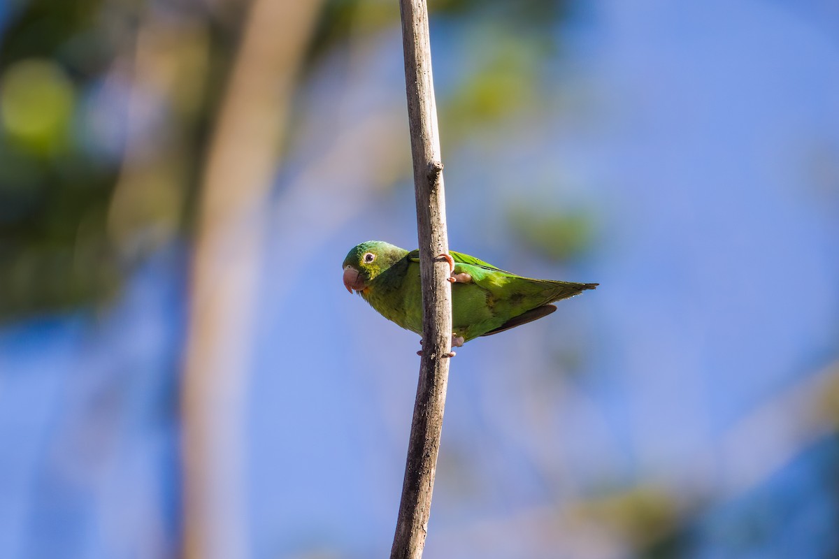 Orange-chinned Parakeet - Quinn Diaz