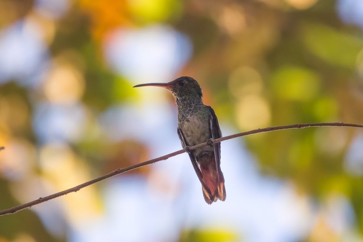 Rufous-tailed Hummingbird - Quinn Diaz