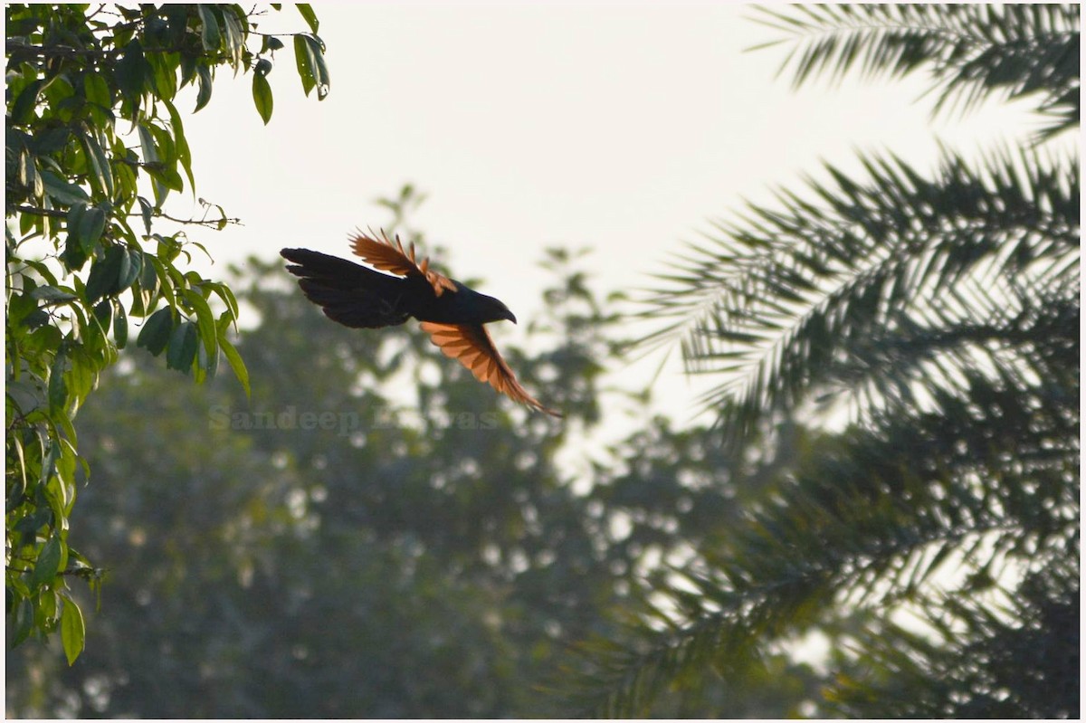 Grand Coucal (groupe sinensis) - ML543214361