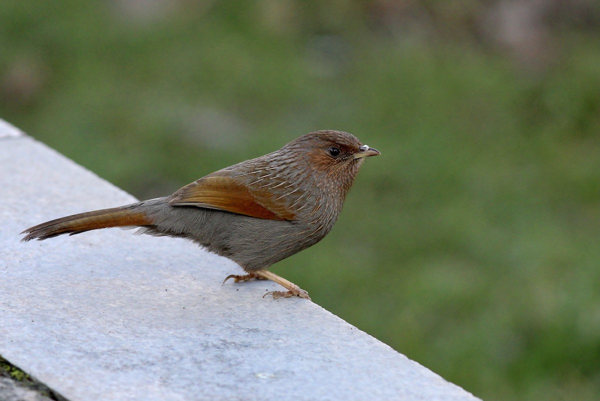 Streaked Laughingthrush - ML543214641