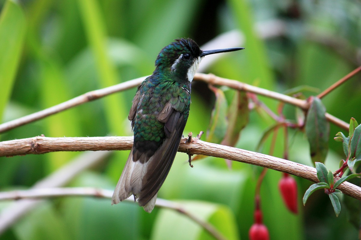 White-throated Mountain-gem (Gray-tailed) - ML543216551