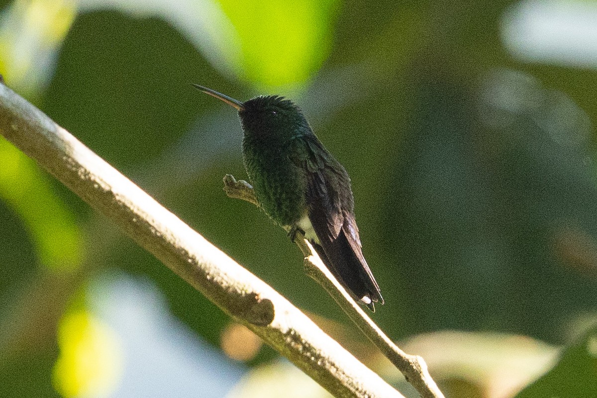 Blue-tailed Hummingbird - ML543217231