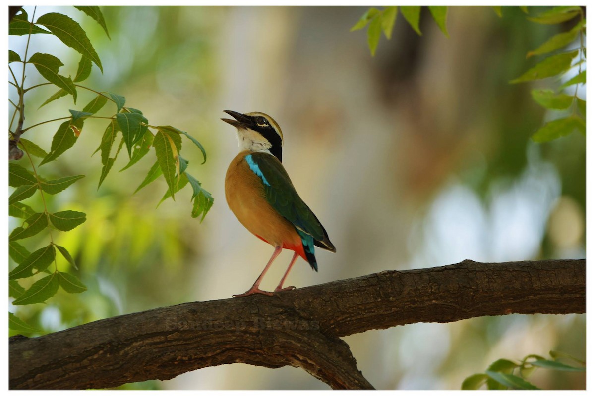 Indian Pitta - ML543217951