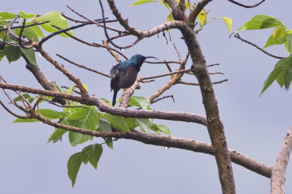 Loten's Sunbird - ML543218151