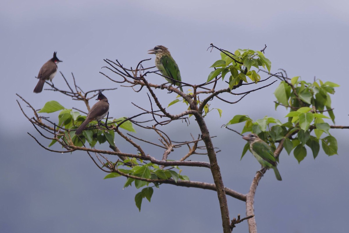 White-cheeked Barbet - ML543218161