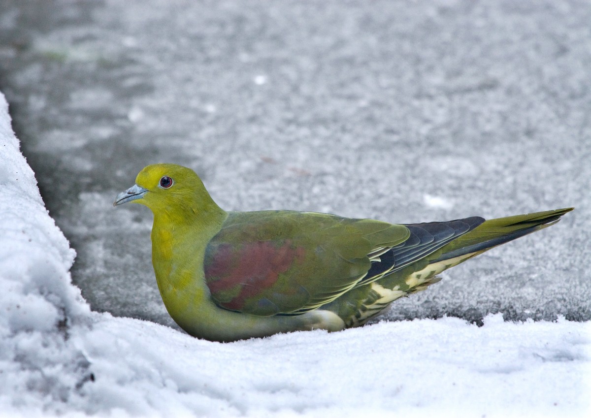 White-bellied Green-Pigeon - ML543218591