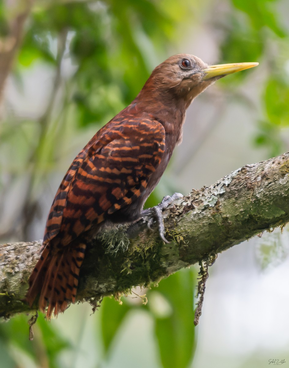 Bay Woodpecker - ML543218821