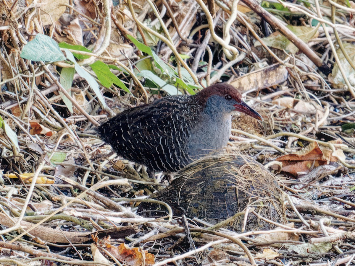 Slaty-breasted Rail - ML543219151