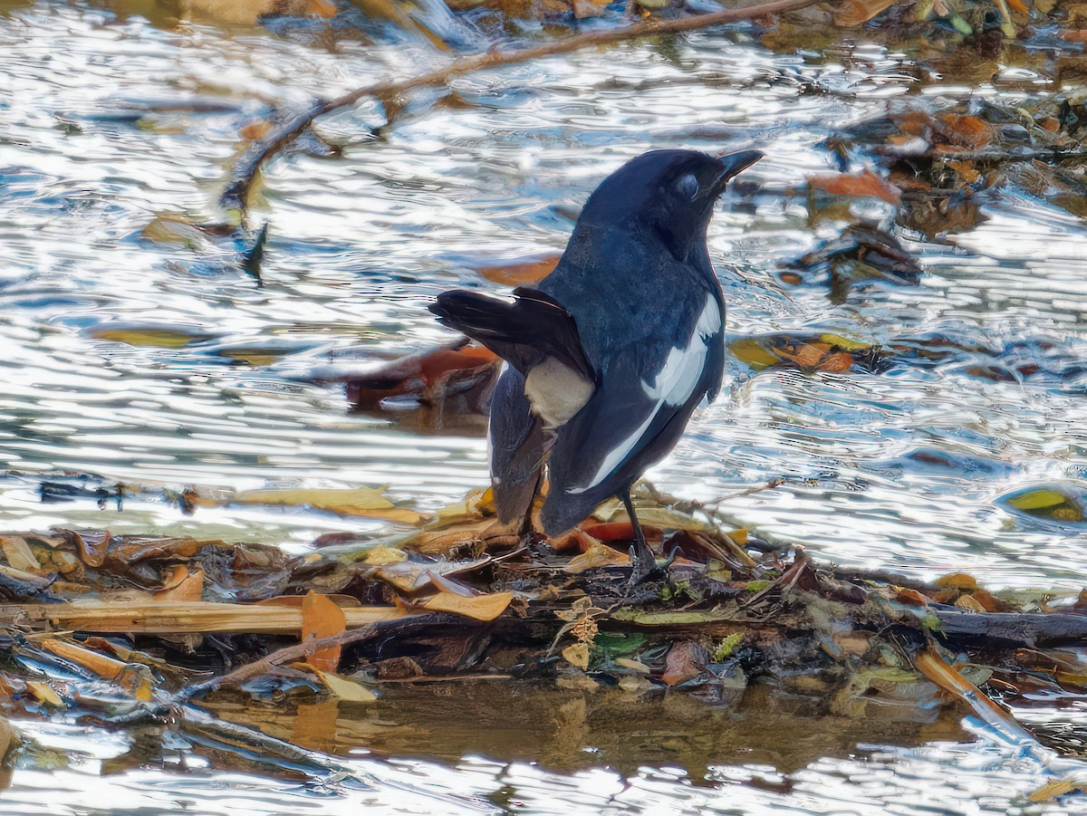 Philippine Magpie-Robin - ML543219391