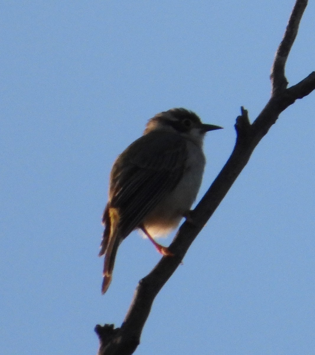 Brown-headed Honeyeater - ML543219731