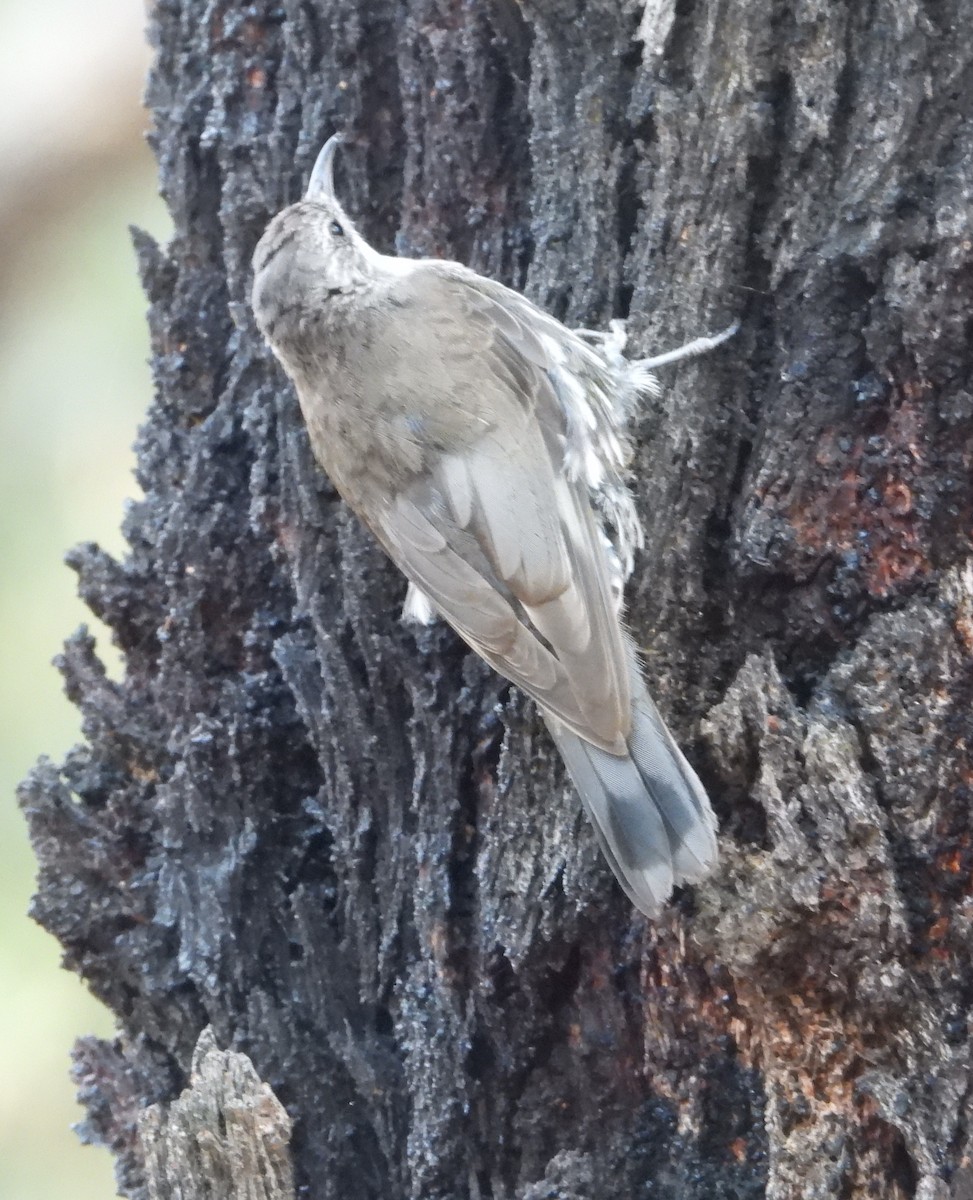 White-throated Treecreeper - ML543219751