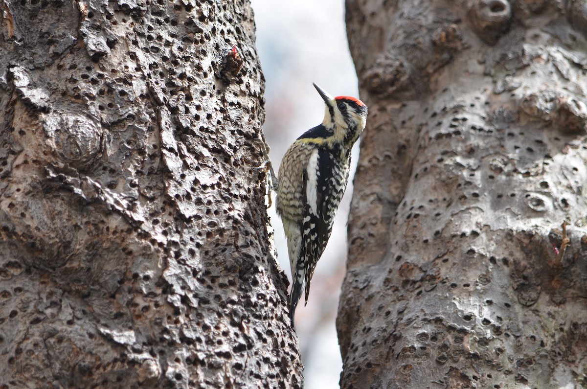 Yellow-bellied Sapsucker - Jeanne Tao