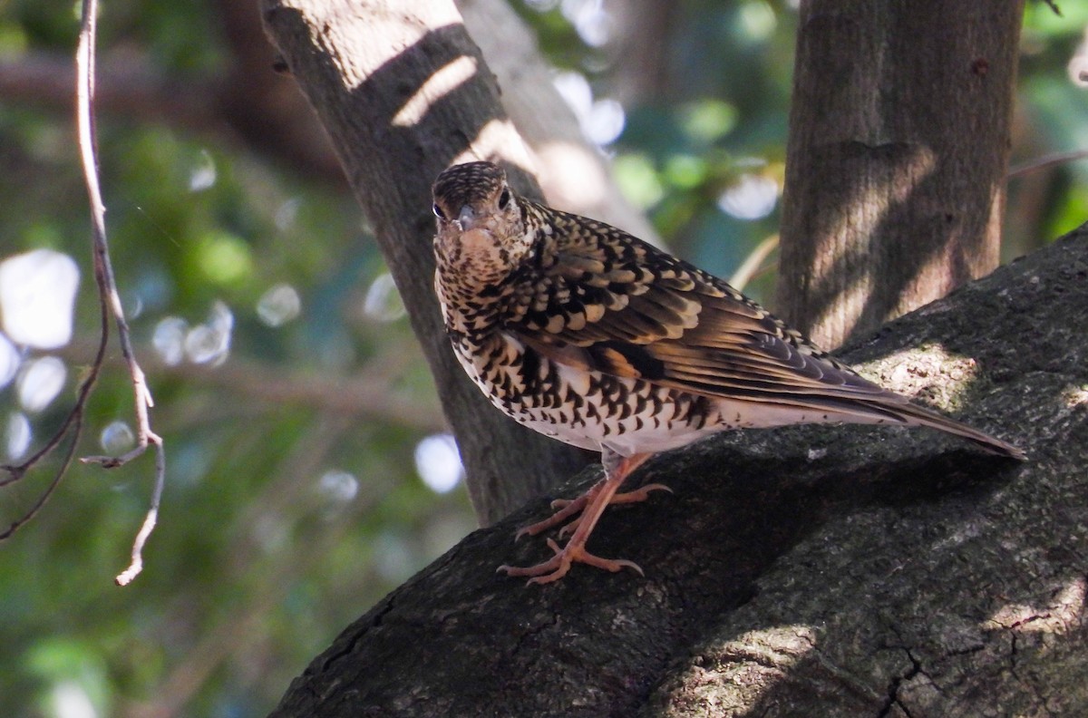 White's Thrush - Alexander Kitiashvili