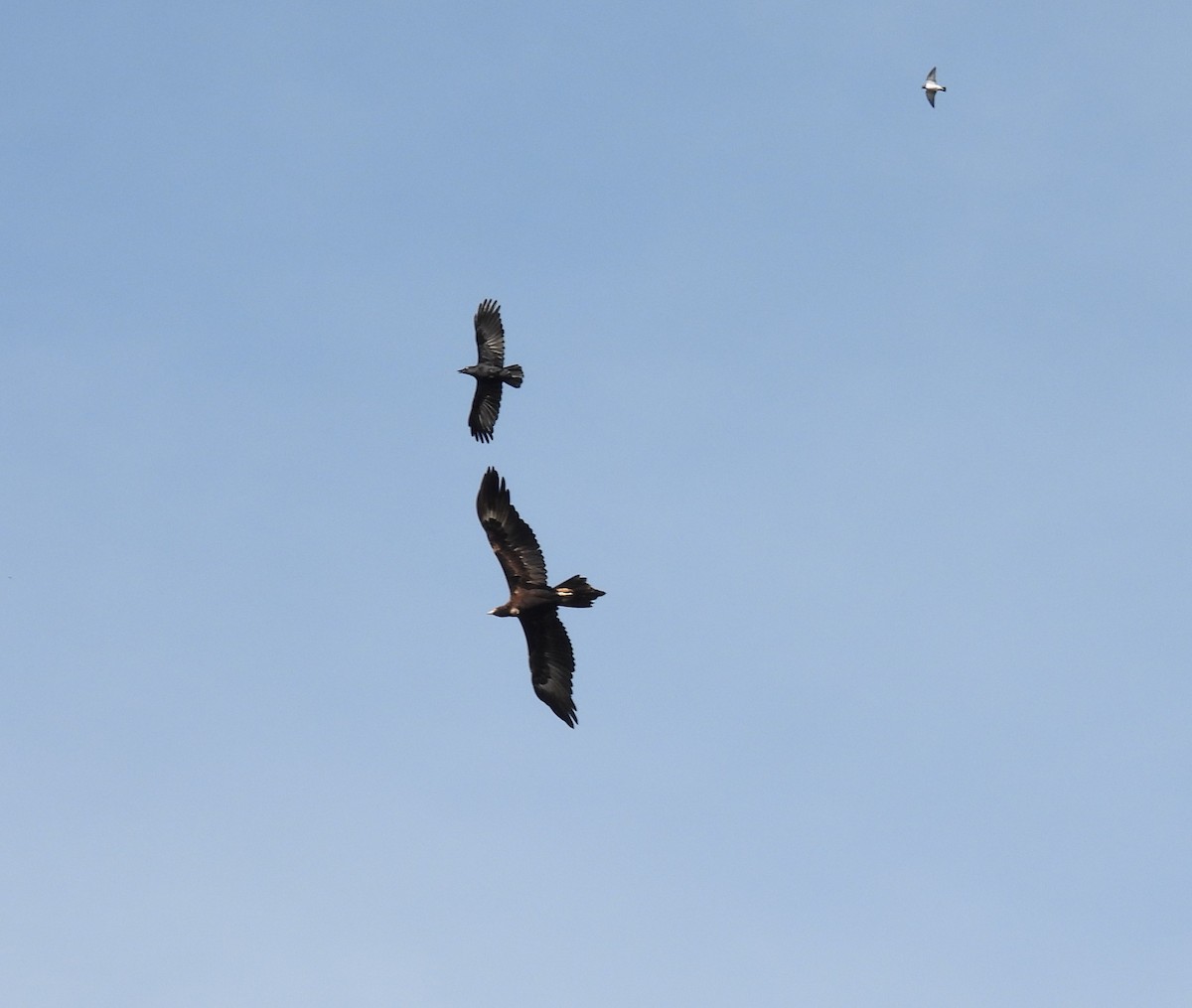 Wedge-tailed Eagle - ML543220911