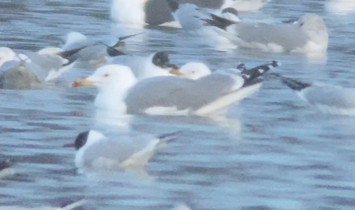 Yellow-legged Gull - ML543221631