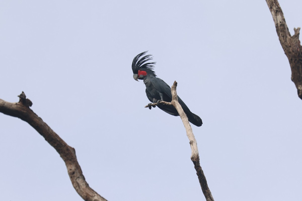 Palm Cockatoo - ML543221681