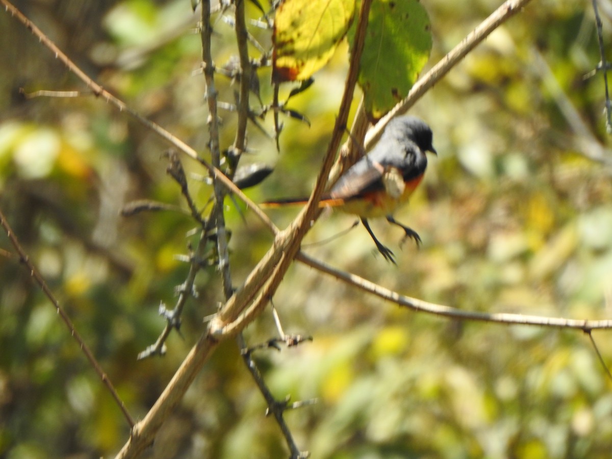 Small Minivet - Arulvelan Thillainayagam