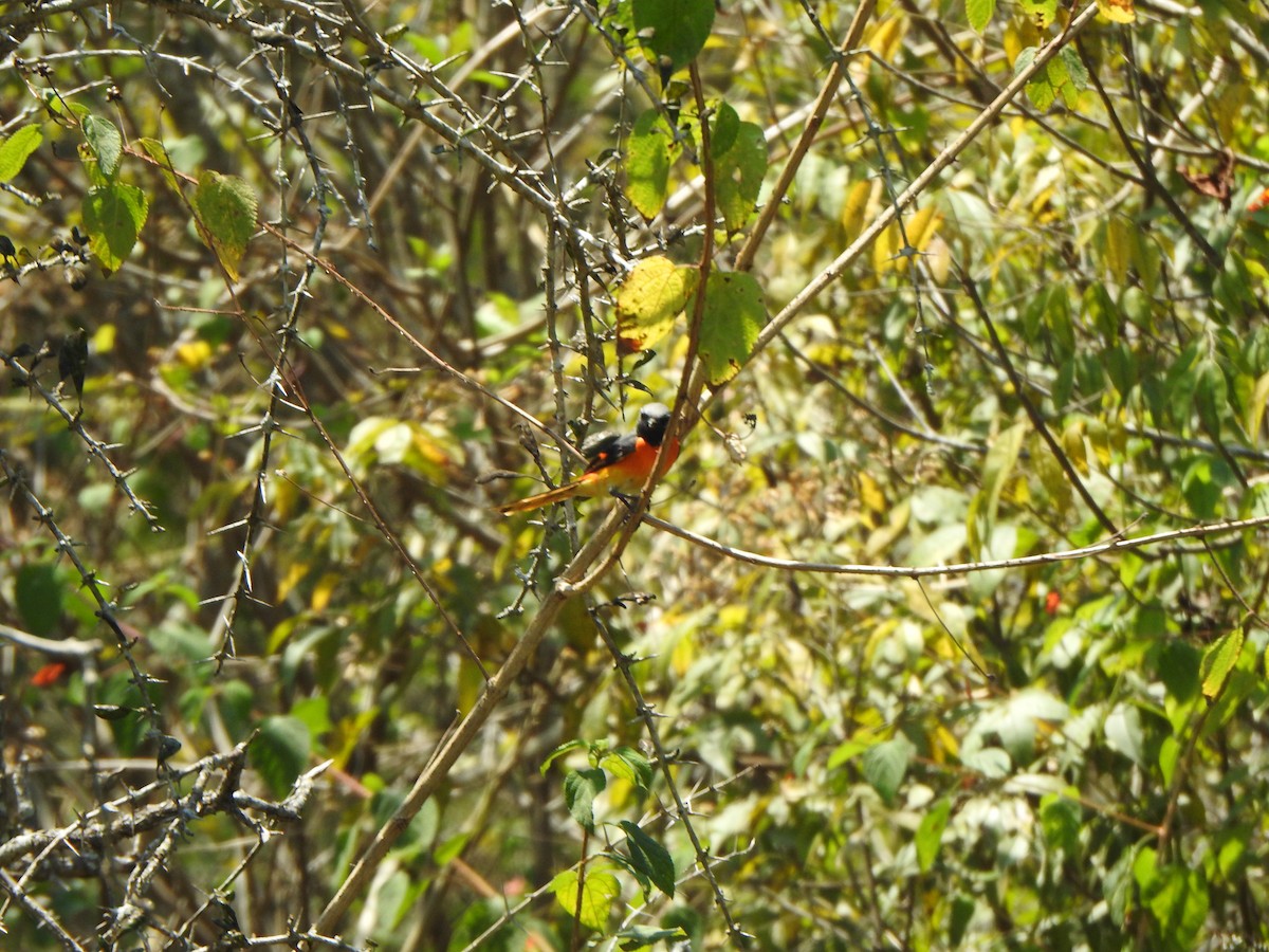 Zwergmennigvogel - ML543221731