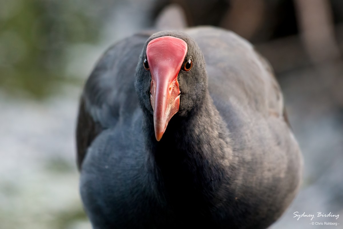 Australasian Swamphen - ML543221991