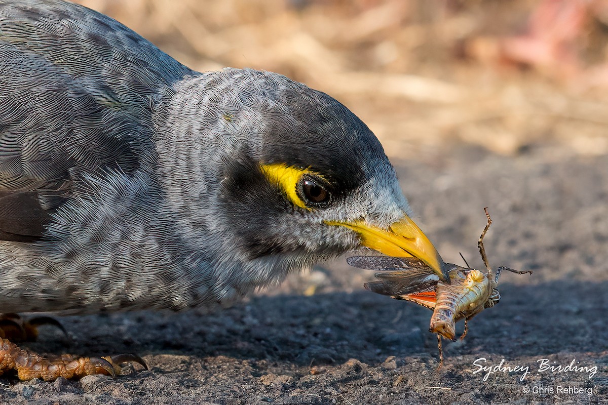 Noisy Miner - ML543222301