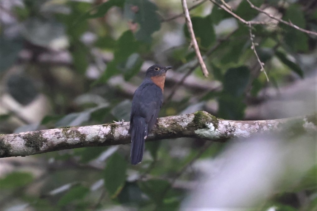 Chestnut-breasted Cuckoo - ML543222441