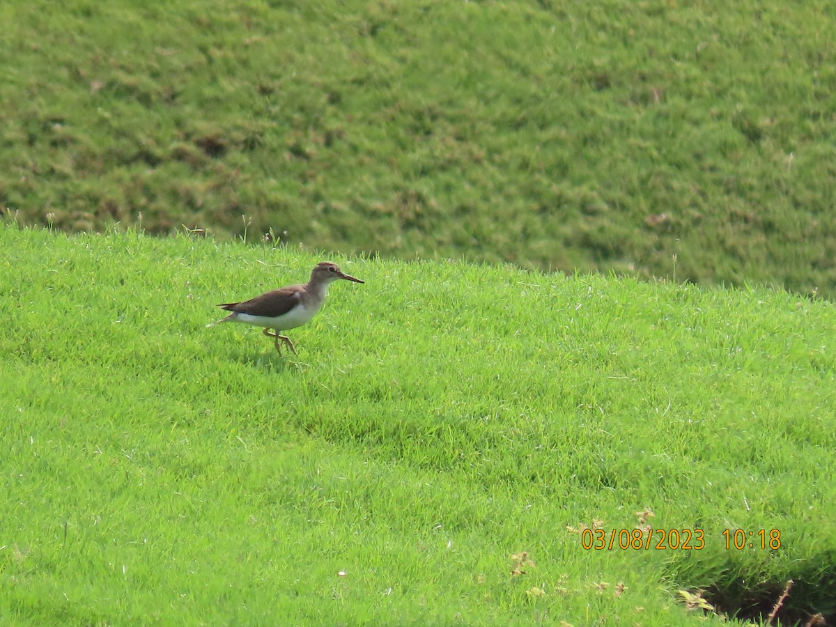 Common Sandpiper - Ute Langner