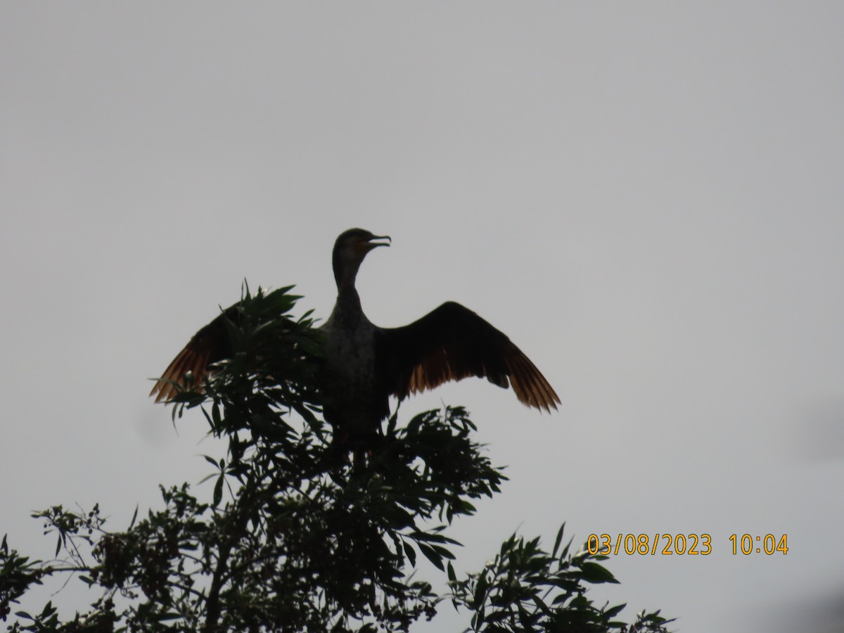 Great Cormorant - Ute Langner