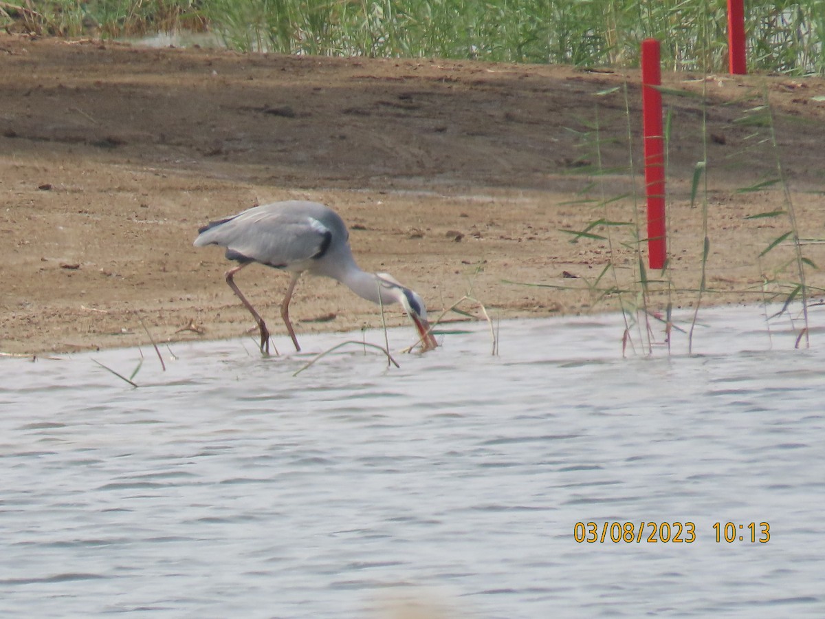 Gray Heron - Ute Langner