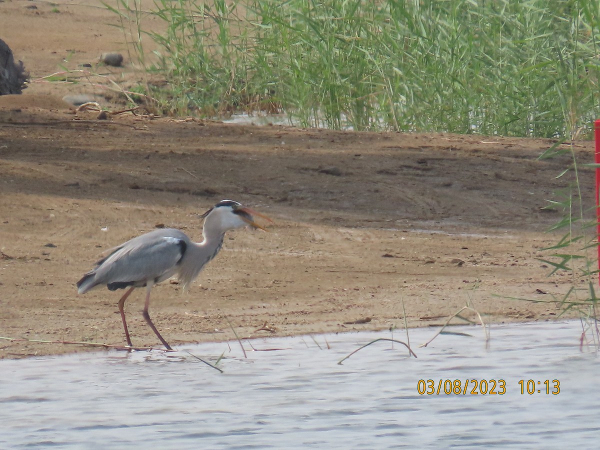 Gray Heron - ML543223421