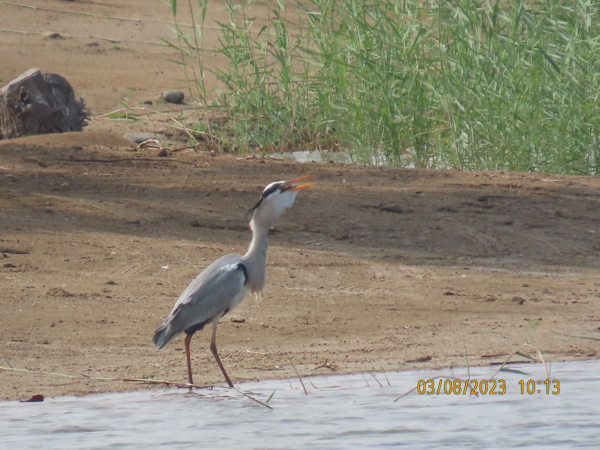 Gray Heron - ML543223431