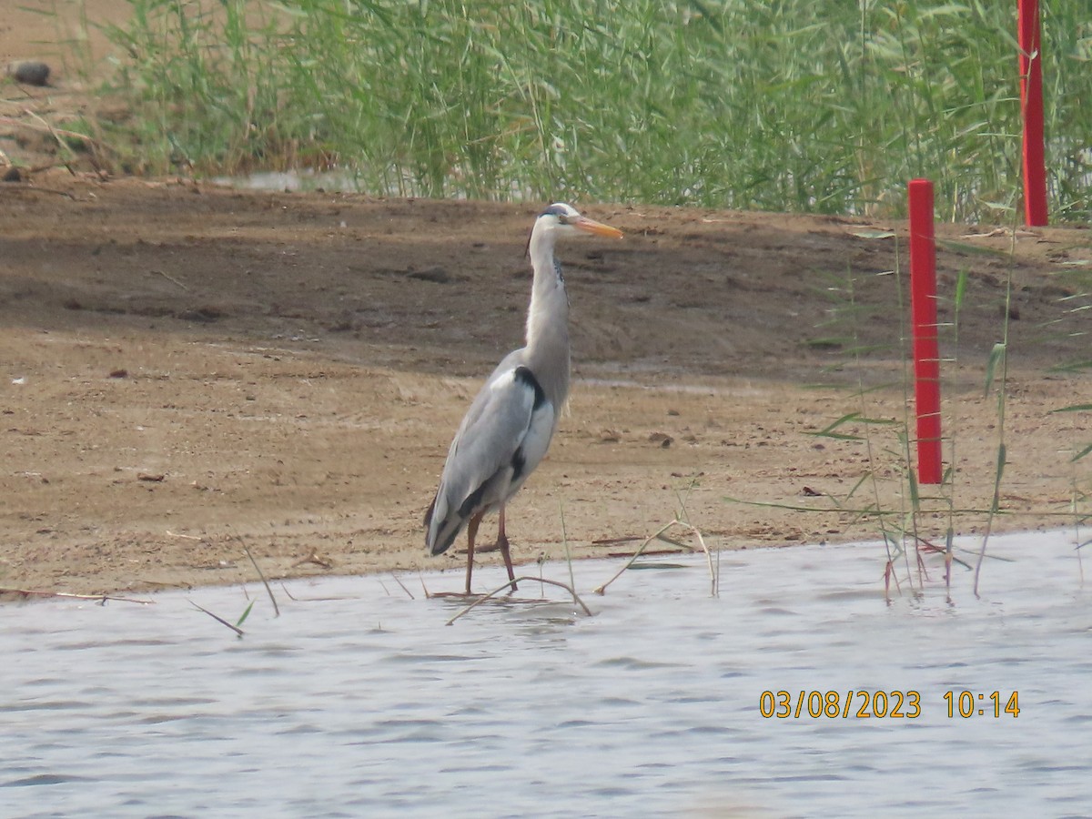 Gray Heron - ML543223461