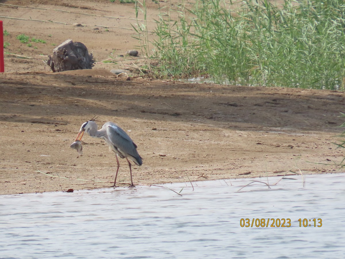 Gray Heron - ML543223471