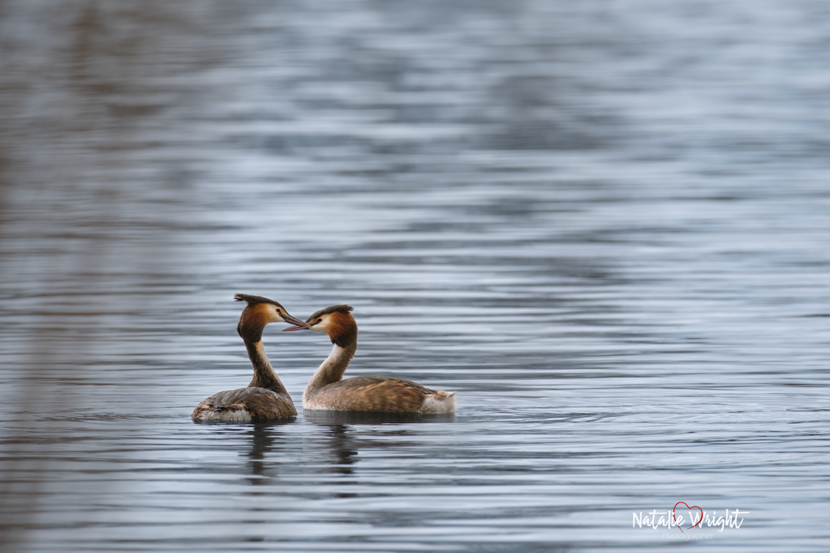 Great Crested Grebe - ML543223771