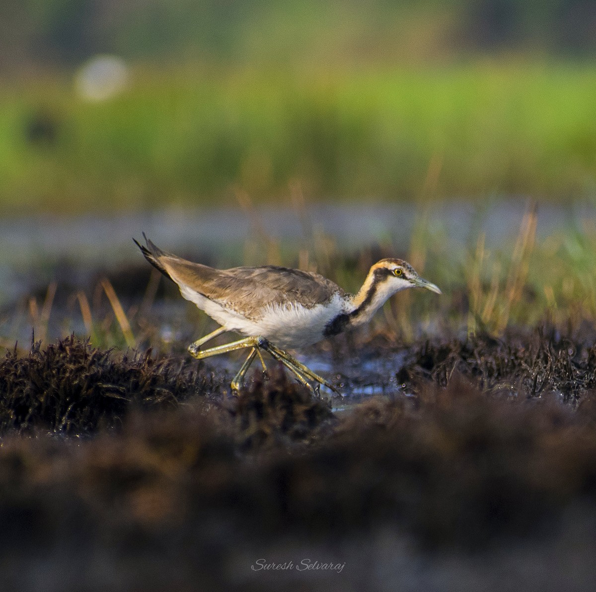 Pheasant-tailed Jacana - Suresh Kumar S