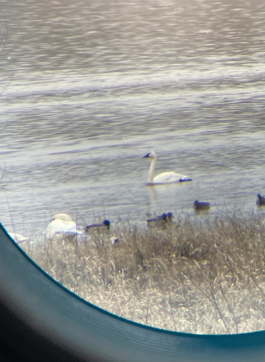 Trumpeter Swan - ML543224011