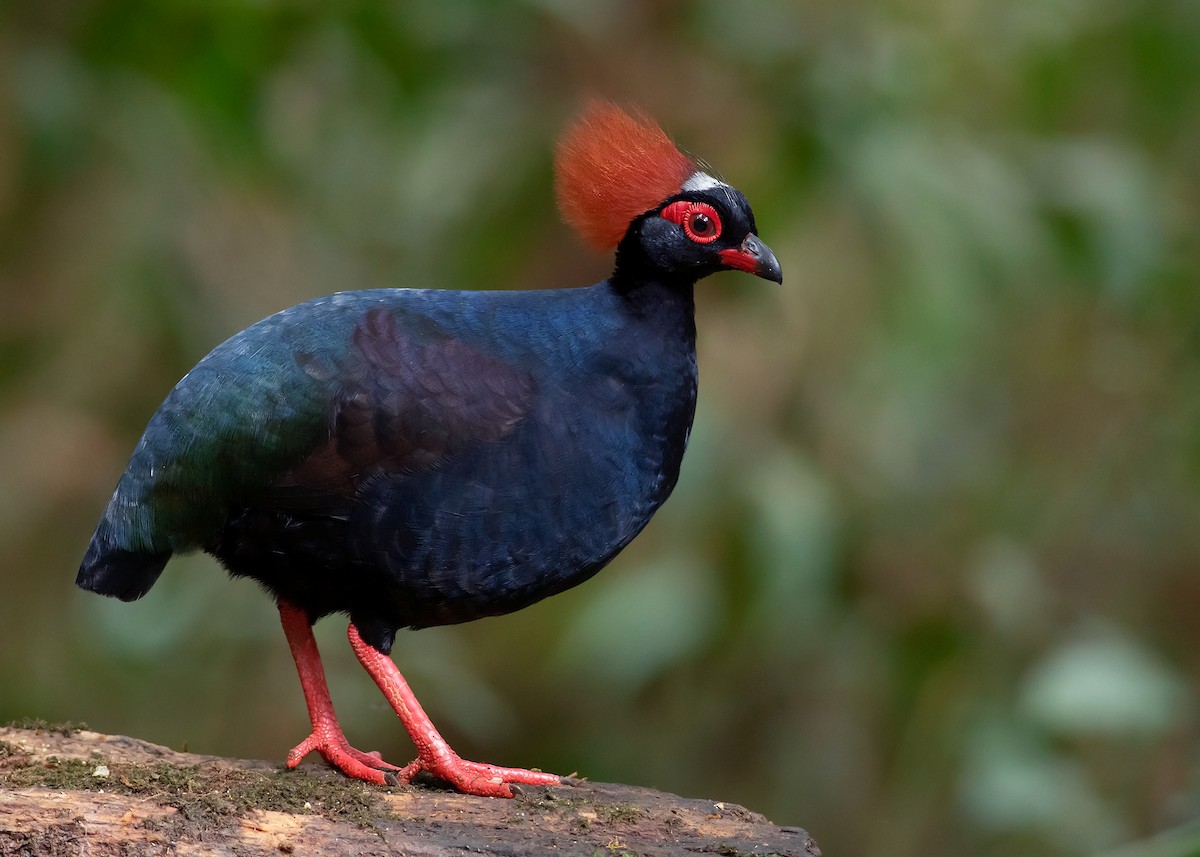Crested Partridge - Ayuwat Jearwattanakanok