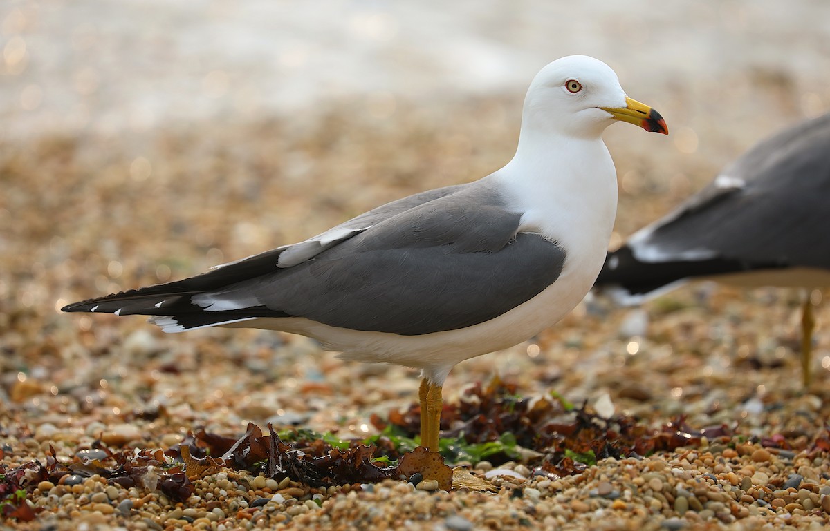Black-tailed Gull - Matthias Alberti